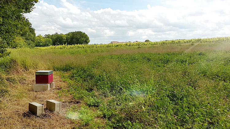 Le Domaine Drouet accueille sa première ruche